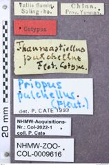 Etikett zu Melanotus vitalisi (Fleutiaux, 1918)